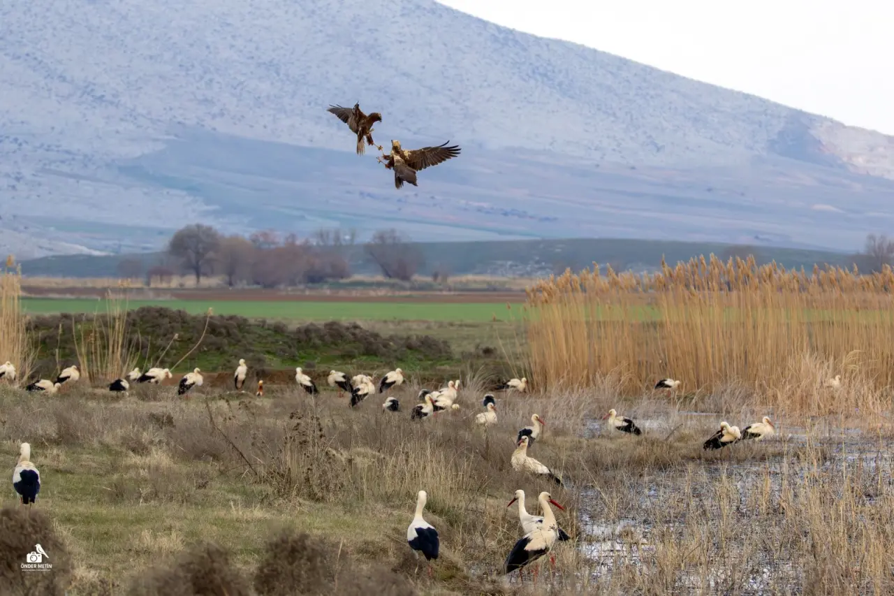 Konya'ya gelen misafirler eski evine taşındı: Kuş cenneti oldu 16