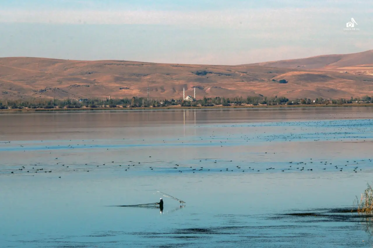Konya'ya gelen misafirler eski evine taşındı: Kuş cenneti oldu 14