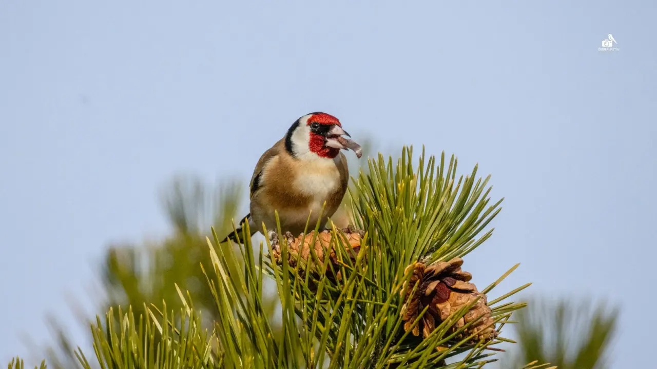 Konya'ya gelen misafirler eski evine taşındı: Kuş cenneti oldu 11