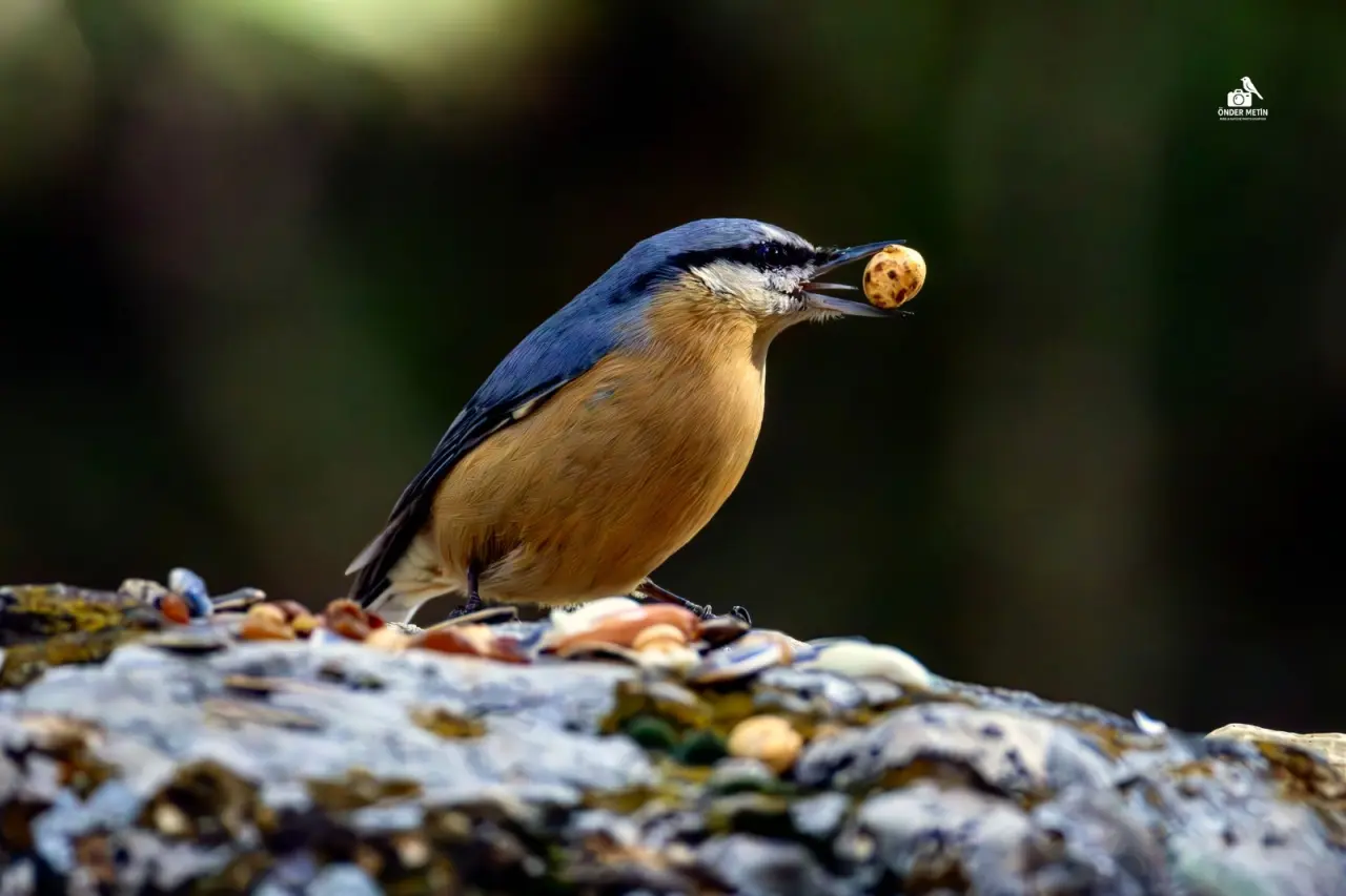 Konya'ya gelen misafirler eski evine taşındı: Kuş cenneti oldu 9