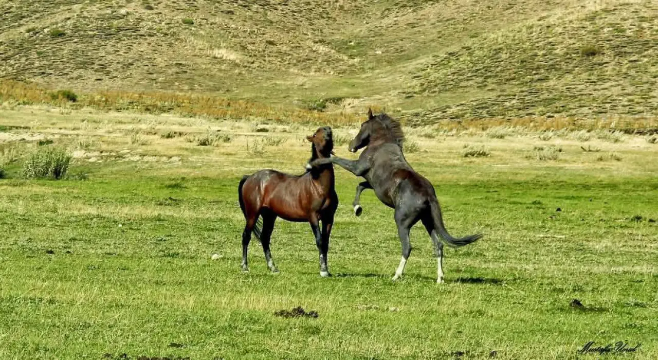 Konya'nın özgürlük simgesi: Toros Dağlarında dört nala koşuyorlar 5