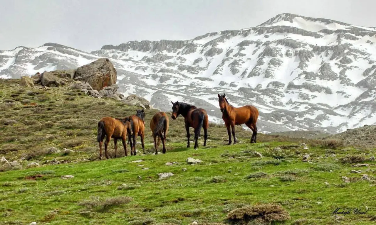 Konya'nın özgürlük simgesi: Toros Dağlarında dört nala koşuyorlar 1