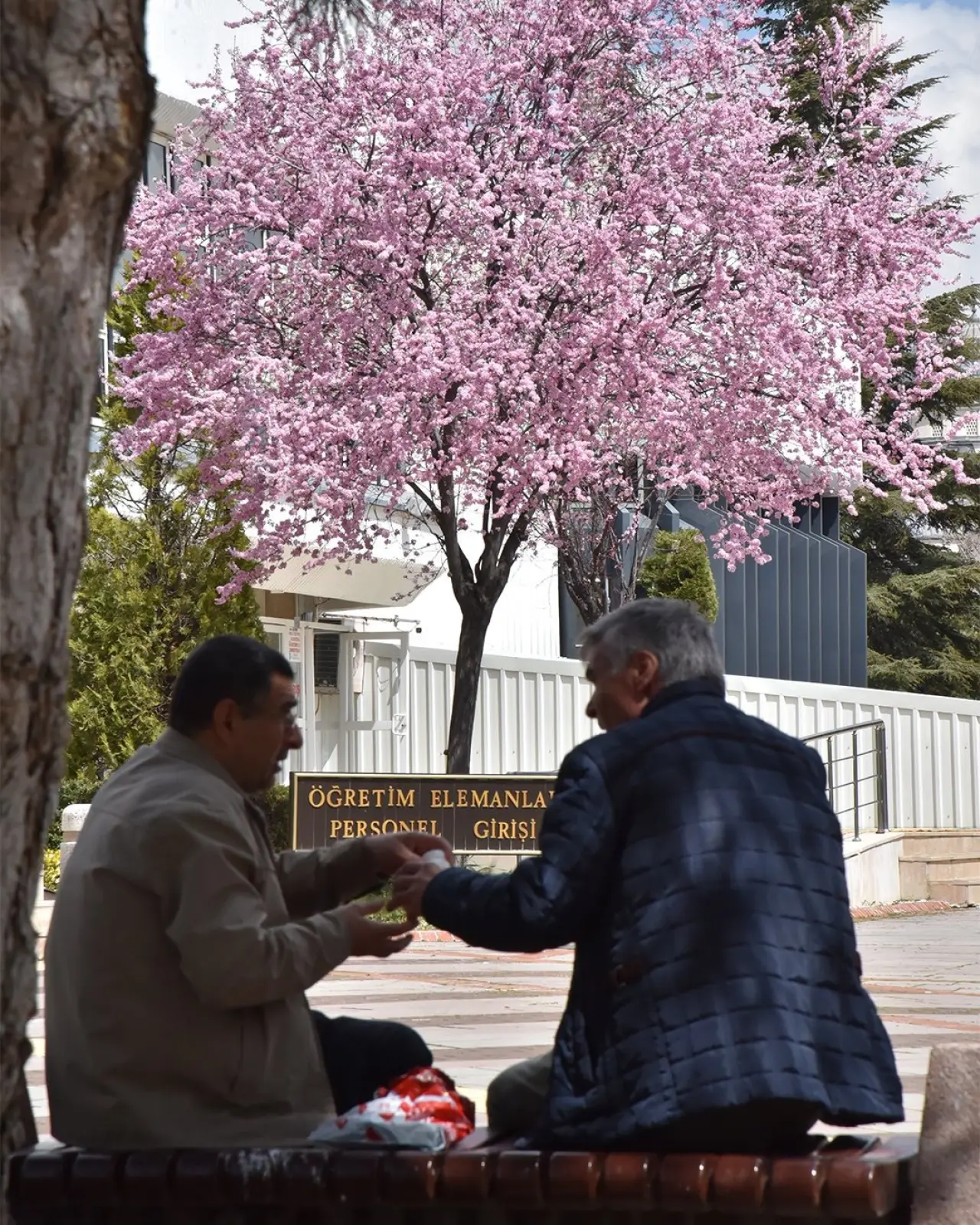 Konya’ya bahar geldi: Masalsı güzellikler ortaya çıktı 5