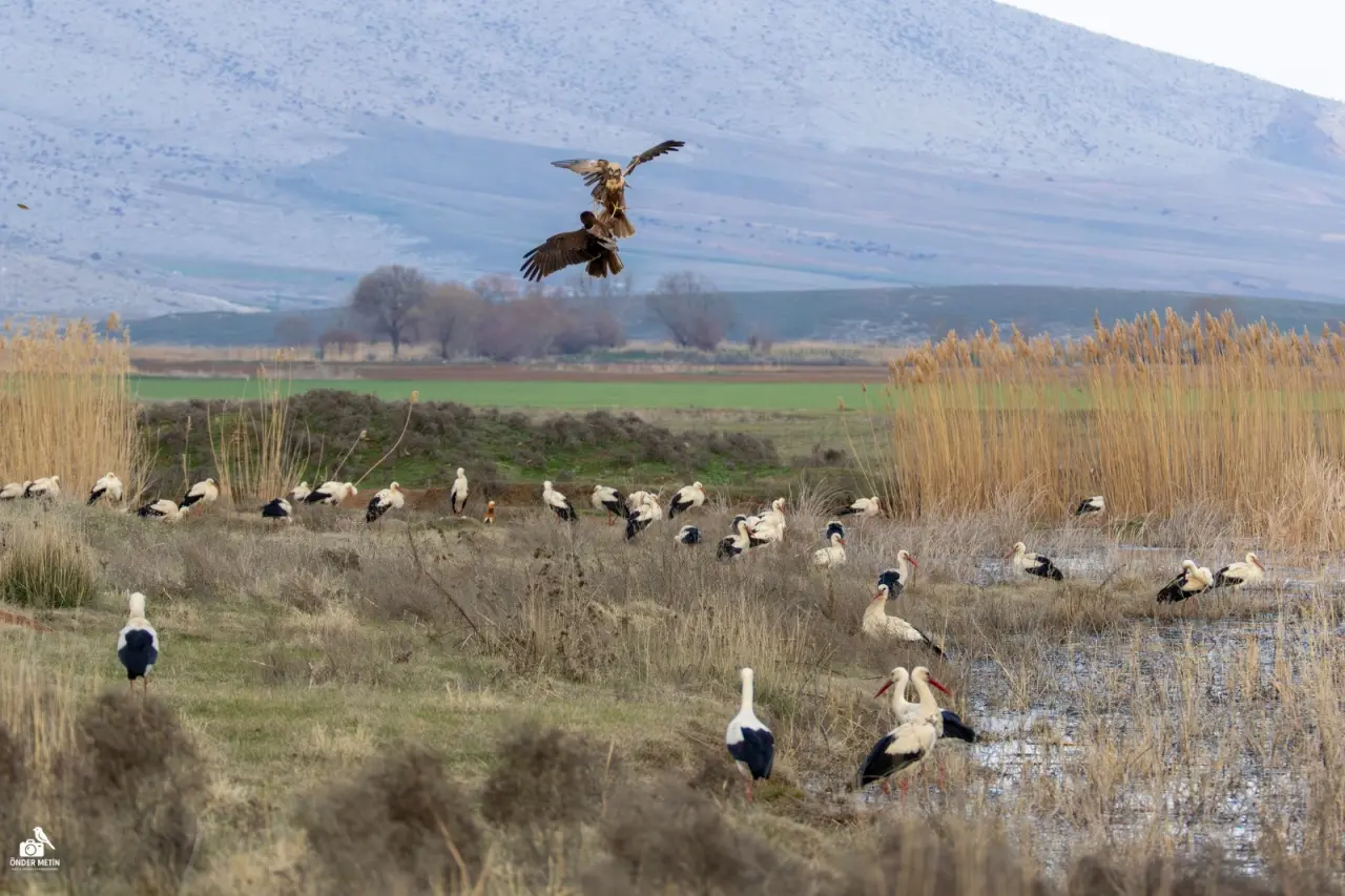 Konya'ya gelen misafirler eski evine taşındı: Kuş cenneti oldu 18