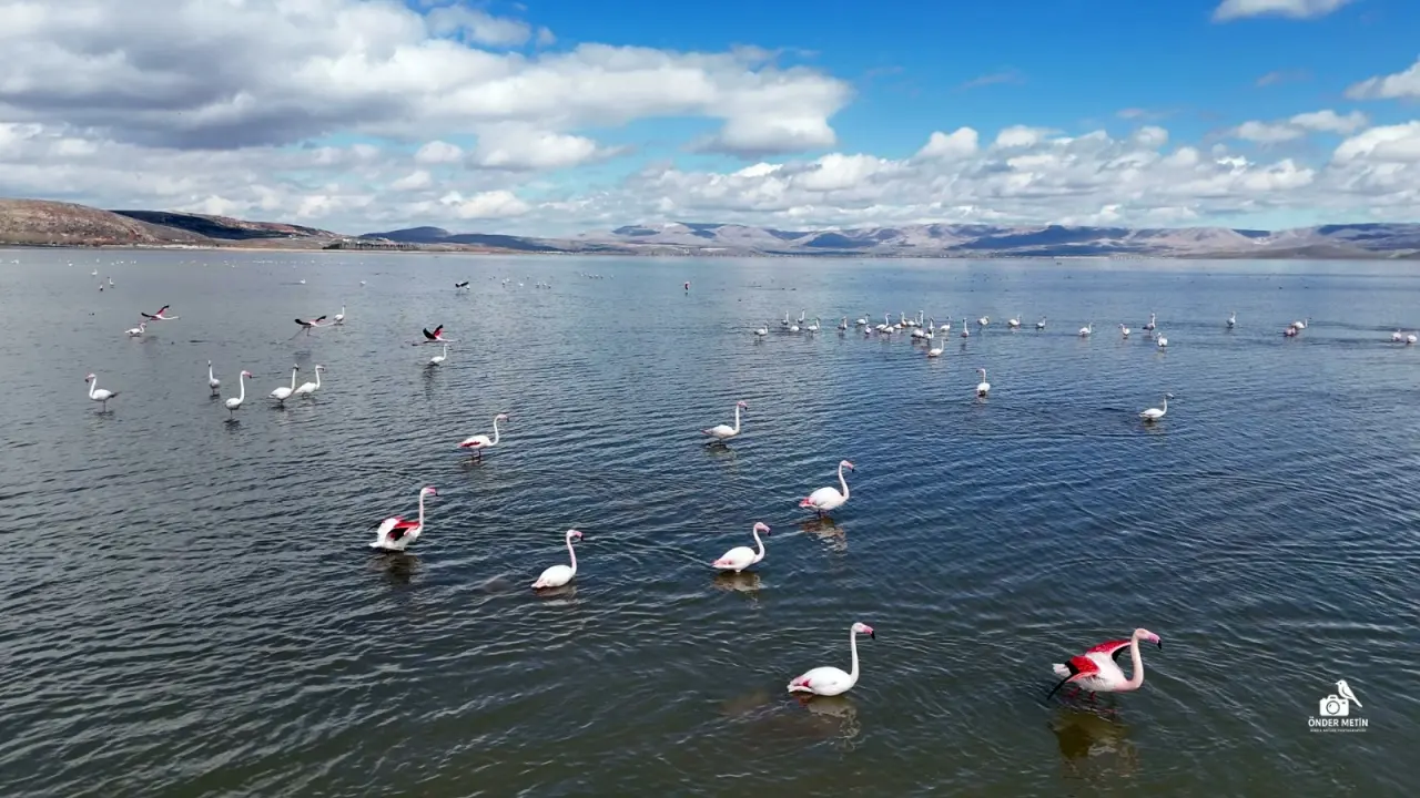 Konya'ya gelen misafirler eski evine taşındı: Kuş cenneti oldu 20