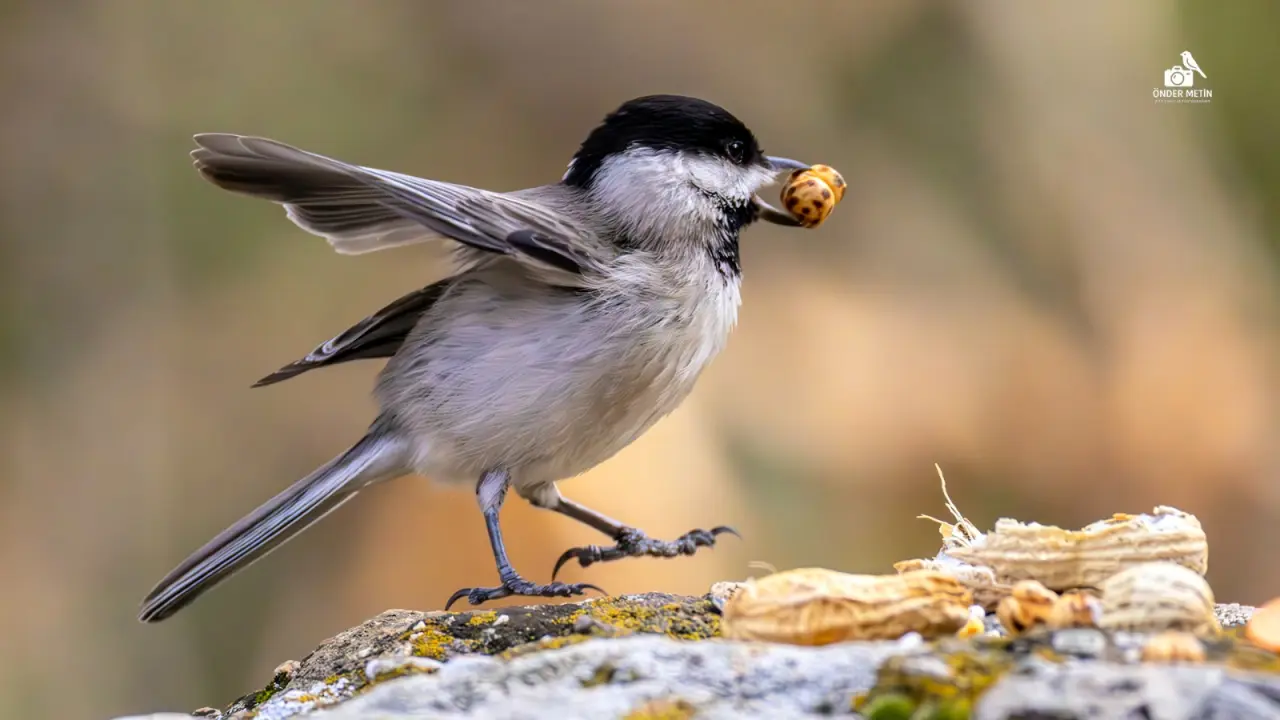 Konya'ya gelen misafirler eski evine taşındı: Kuş cenneti oldu 5