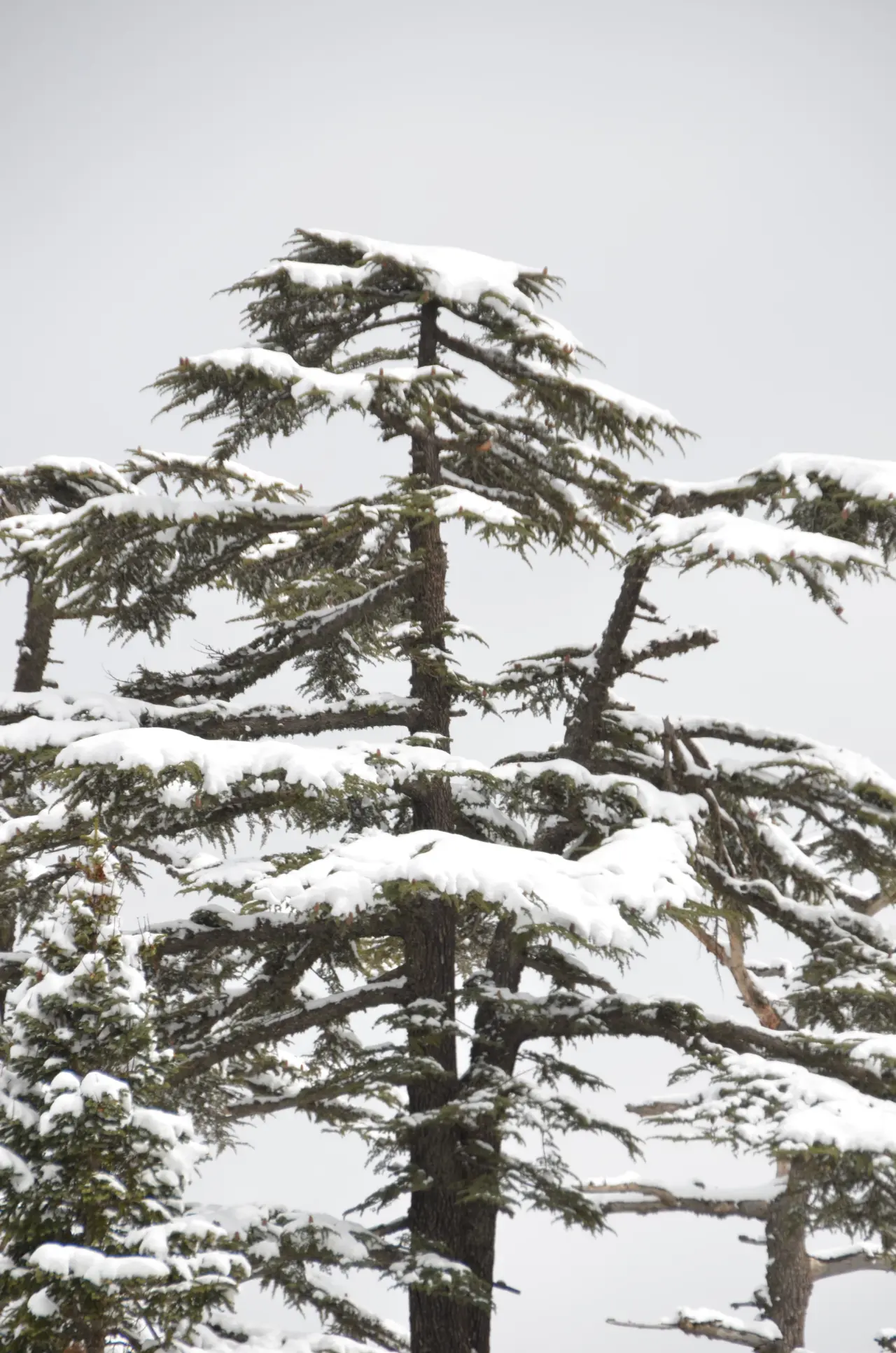 Konya'da kar kalınlığı 25 santimetre oldu: Bahara beyaz çok yakıştı 10