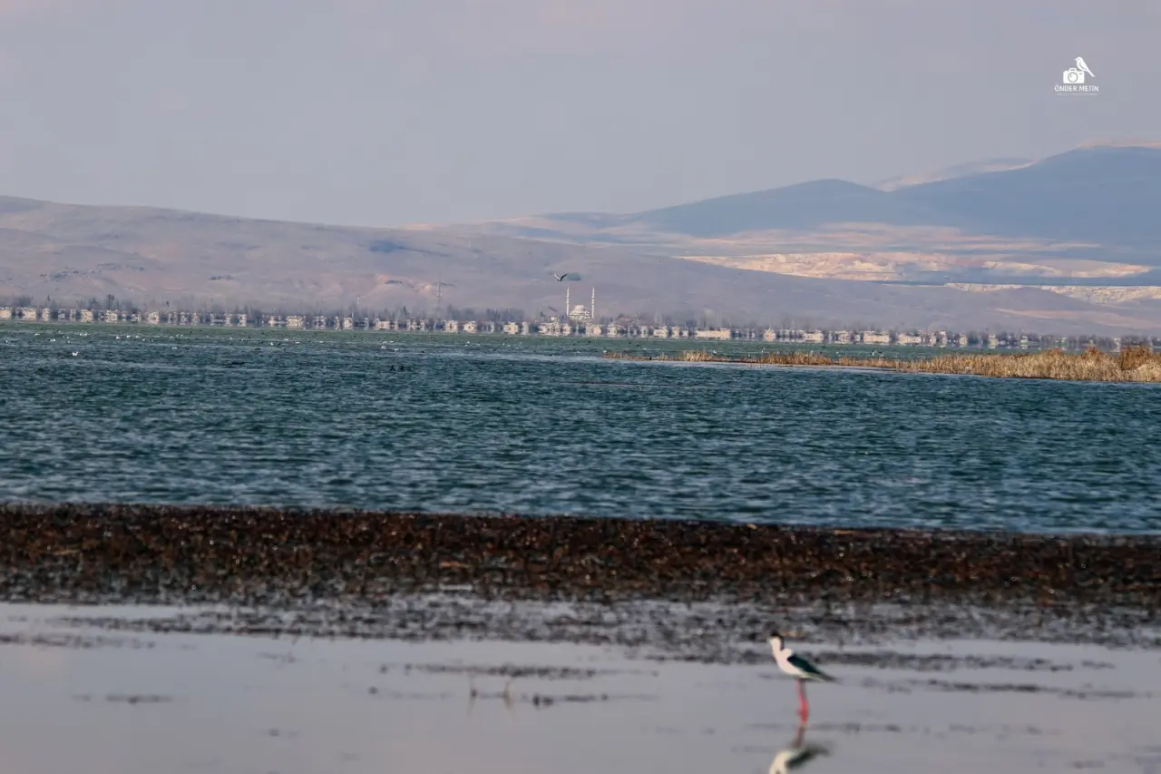 Konya'ya gelen misafirler eski evine taşındı: Kuş cenneti oldu 7