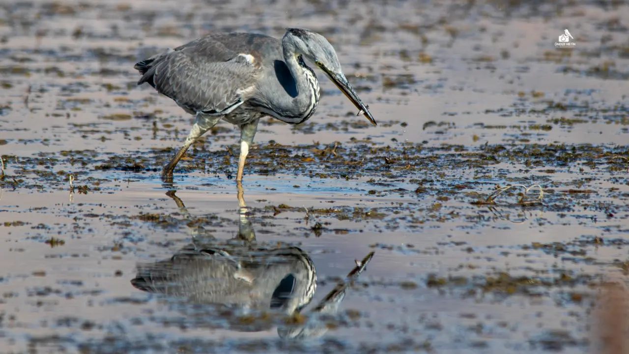 Konya'ya gelen misafirler eski evine taşındı: Kuş cenneti oldu 3