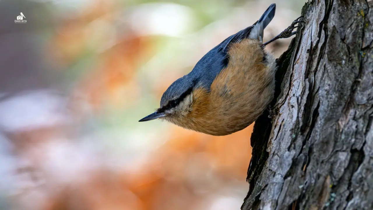 Konya'ya gelen misafirler eski evine taşındı: Kuş cenneti oldu 12