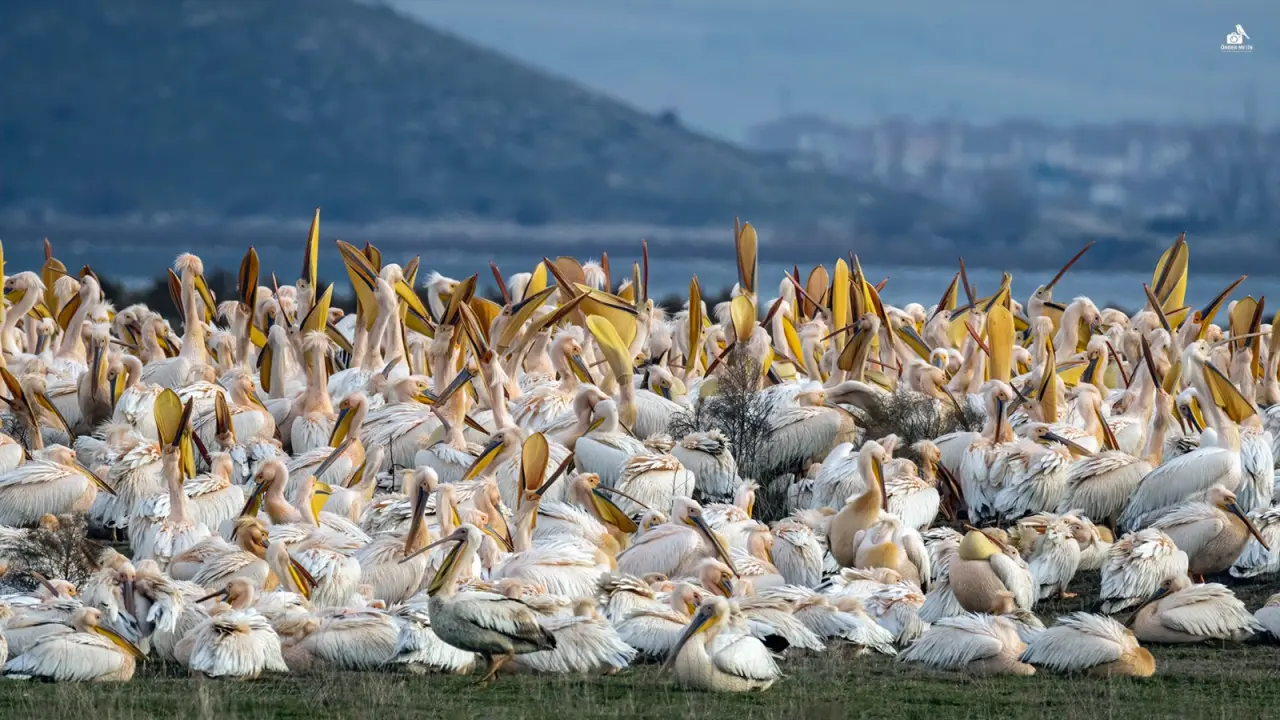 Konya'ya gelen misafirler eski evine taşındı: Kuş cenneti oldu 15
