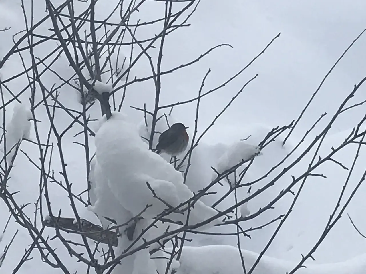 Konya'da kar kalınlığı 25 santimetre oldu: Bahara beyaz çok yakıştı 12