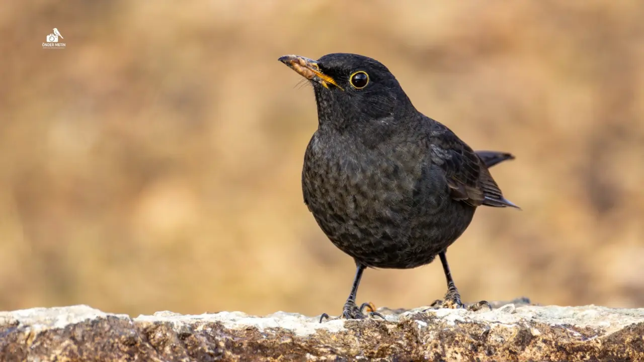 Konya'ya gelen misafirler eski evine taşındı: Kuş cenneti oldu 6