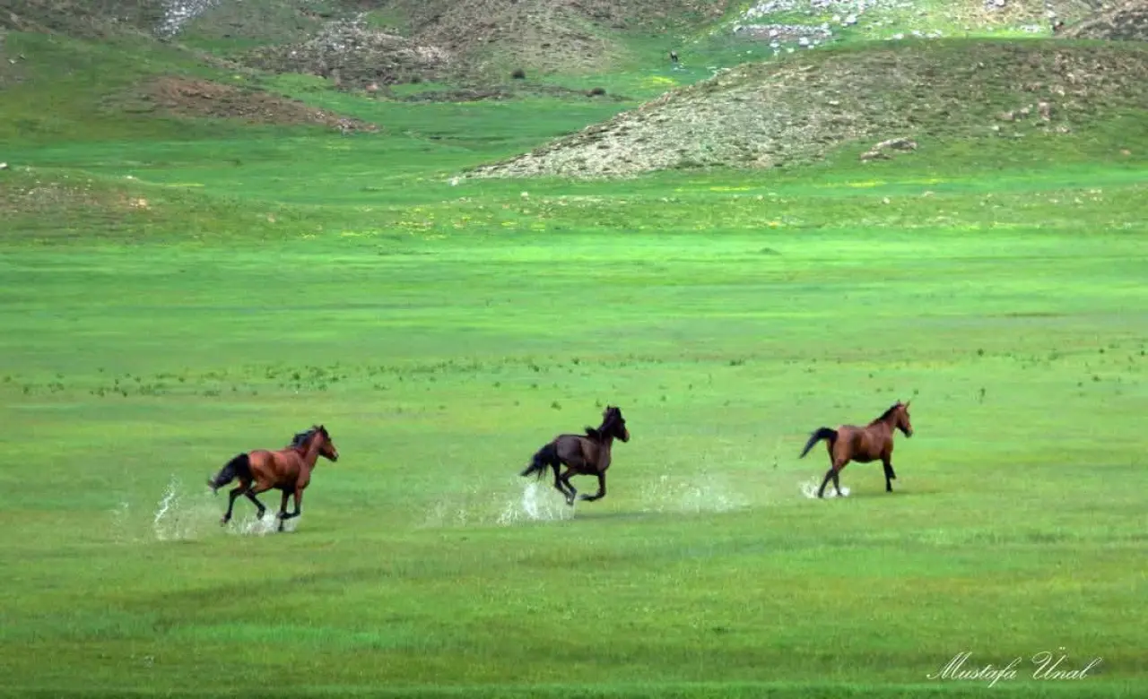 Konya'nın özgürlük simgesi: Toros Dağlarında dört nala koşuyorlar 7