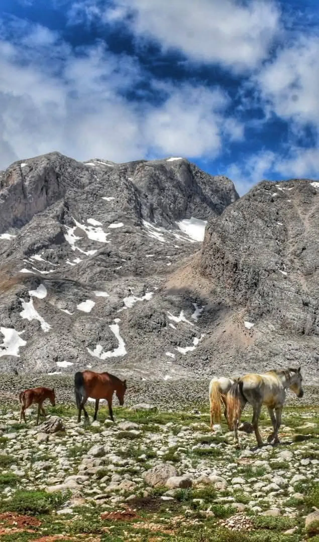 Konya'nın özgürlük simgesi: Toros Dağlarında dört nala koşuyorlar 8