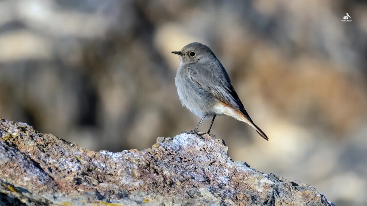 Konya'ya gelen misafirler eski evine taşındı: Kuş cenneti oldu 13