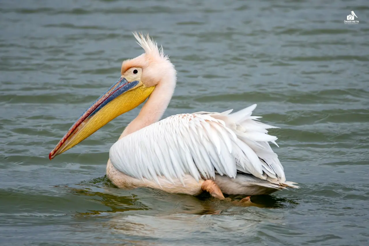 Konya'ya gelen misafirler eski evine taşındı: Kuş cenneti oldu 17