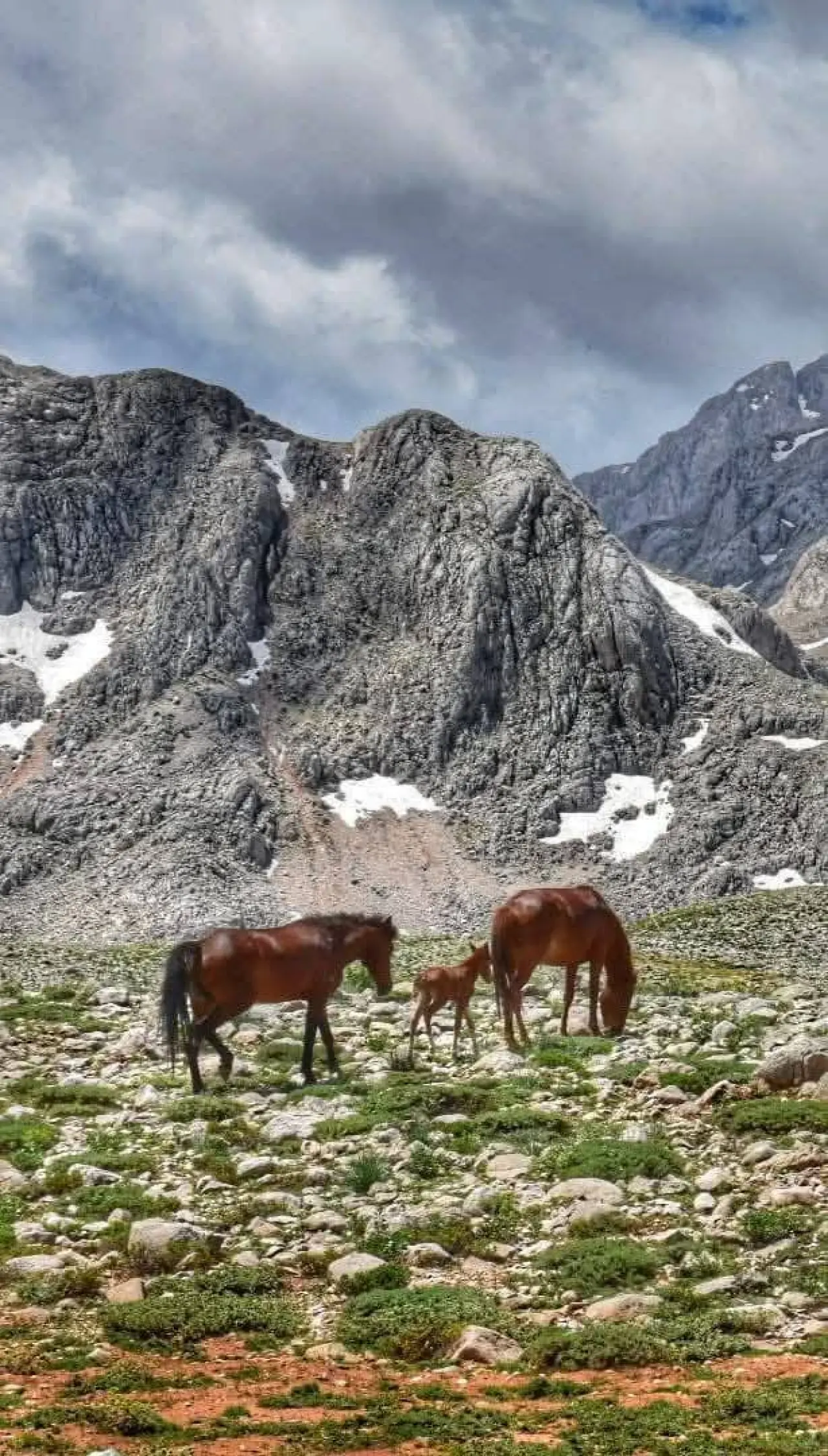 Konya'nın özgürlük simgesi: Toros Dağlarında dört nala koşuyorlar 2