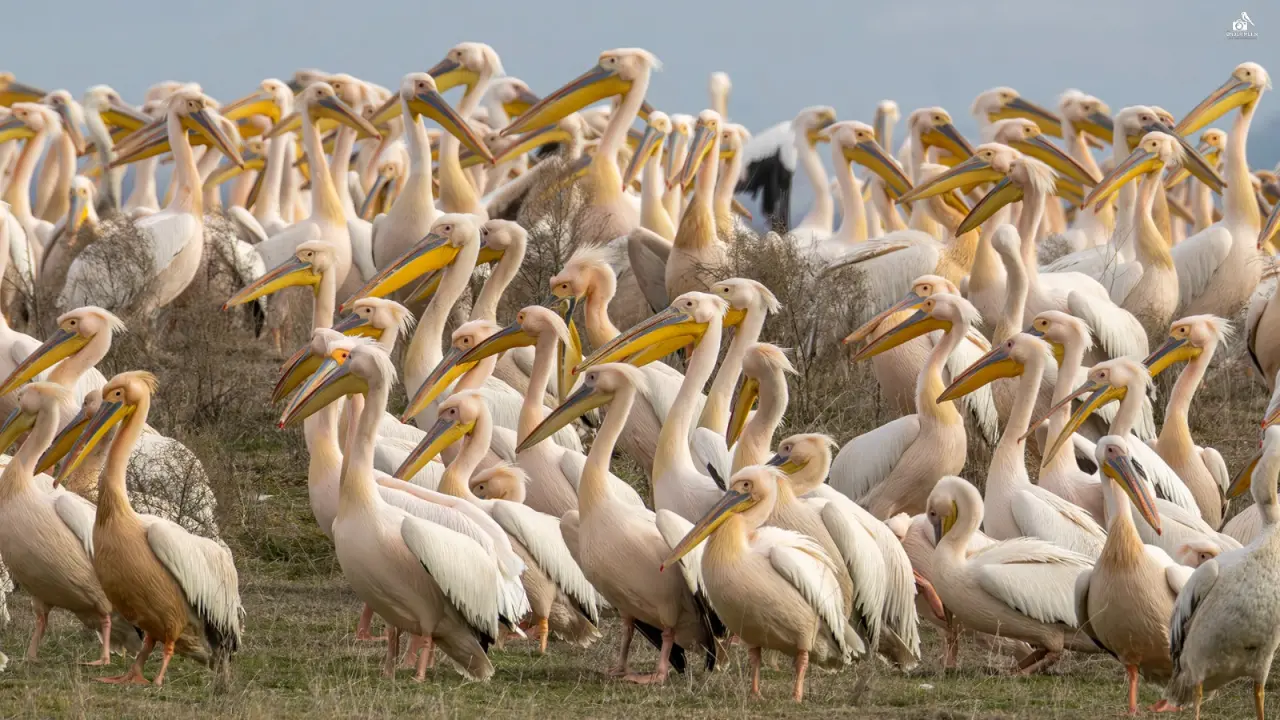 Konya'ya gelen misafirler eski evine taşındı: Kuş cenneti oldu 1