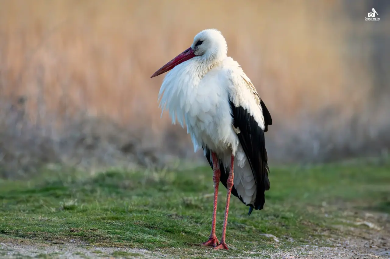 Konya'ya gelen misafirler eski evine taşındı: Kuş cenneti oldu 19
