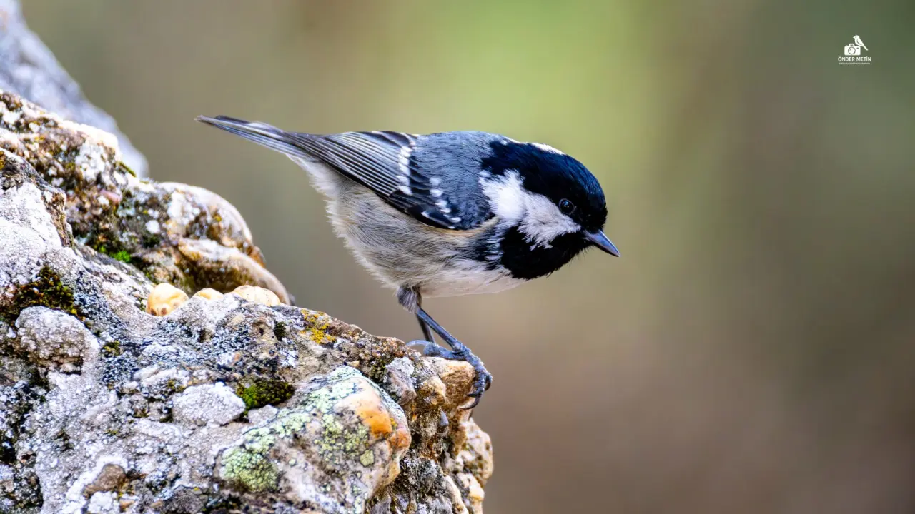 Konya'ya gelen misafirler eski evine taşındı: Kuş cenneti oldu 10