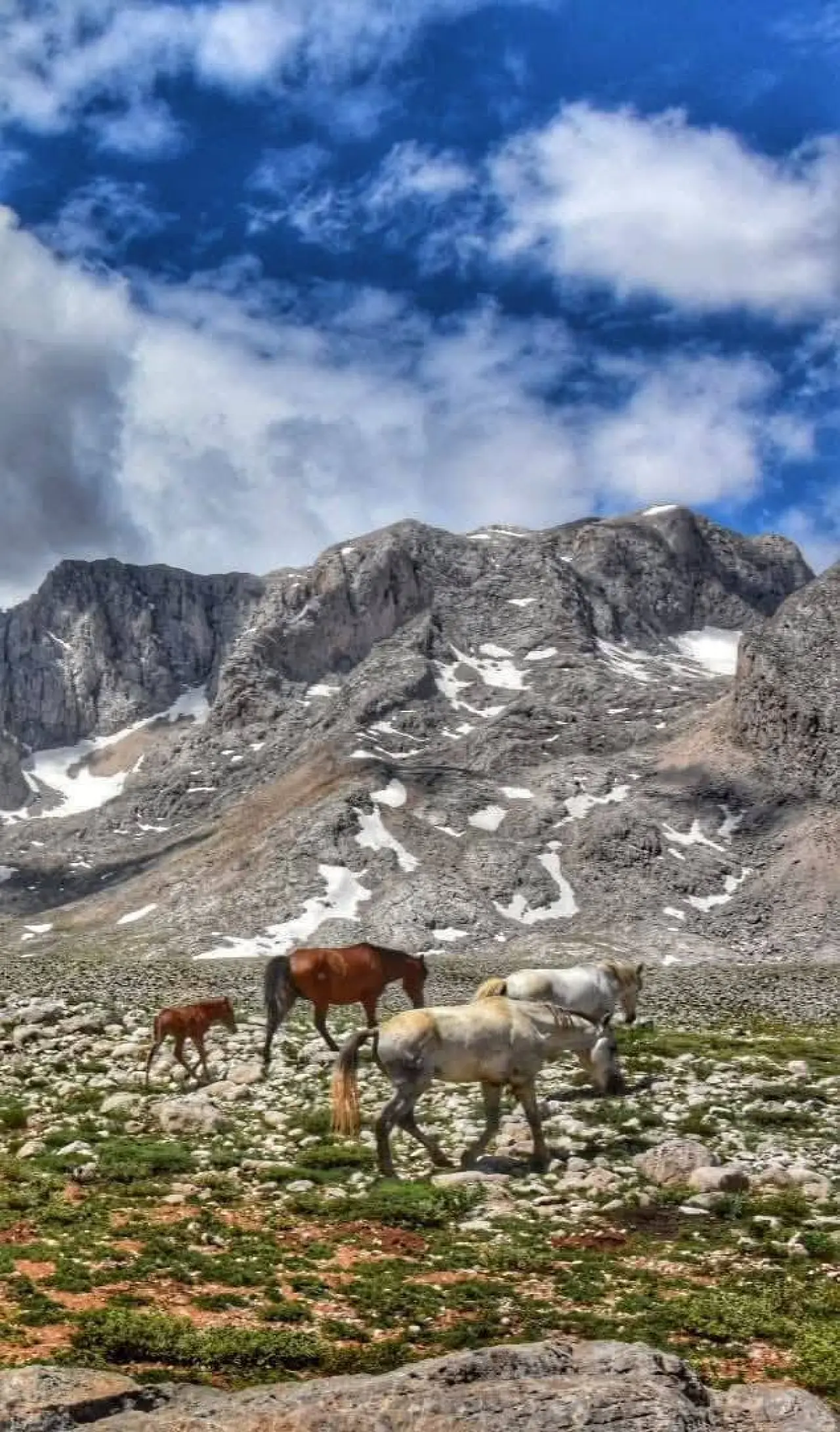 Konya'nın özgürlük simgesi: Toros Dağlarında dört nala koşuyorlar 3