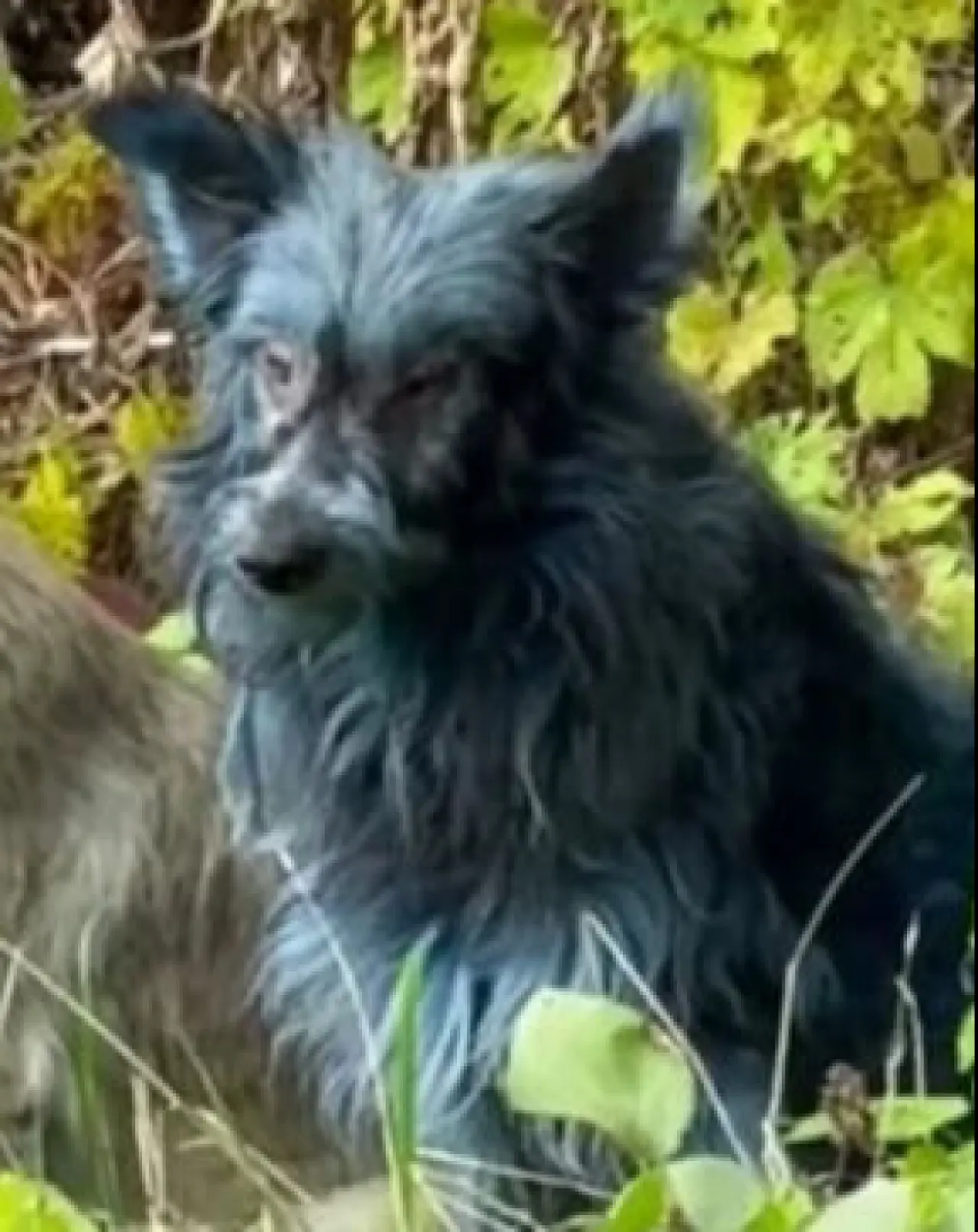 Çernobil'deki köpeklerde 'mavi tüy' gizemi! Yetkililer alarma geçti - 2. Resim