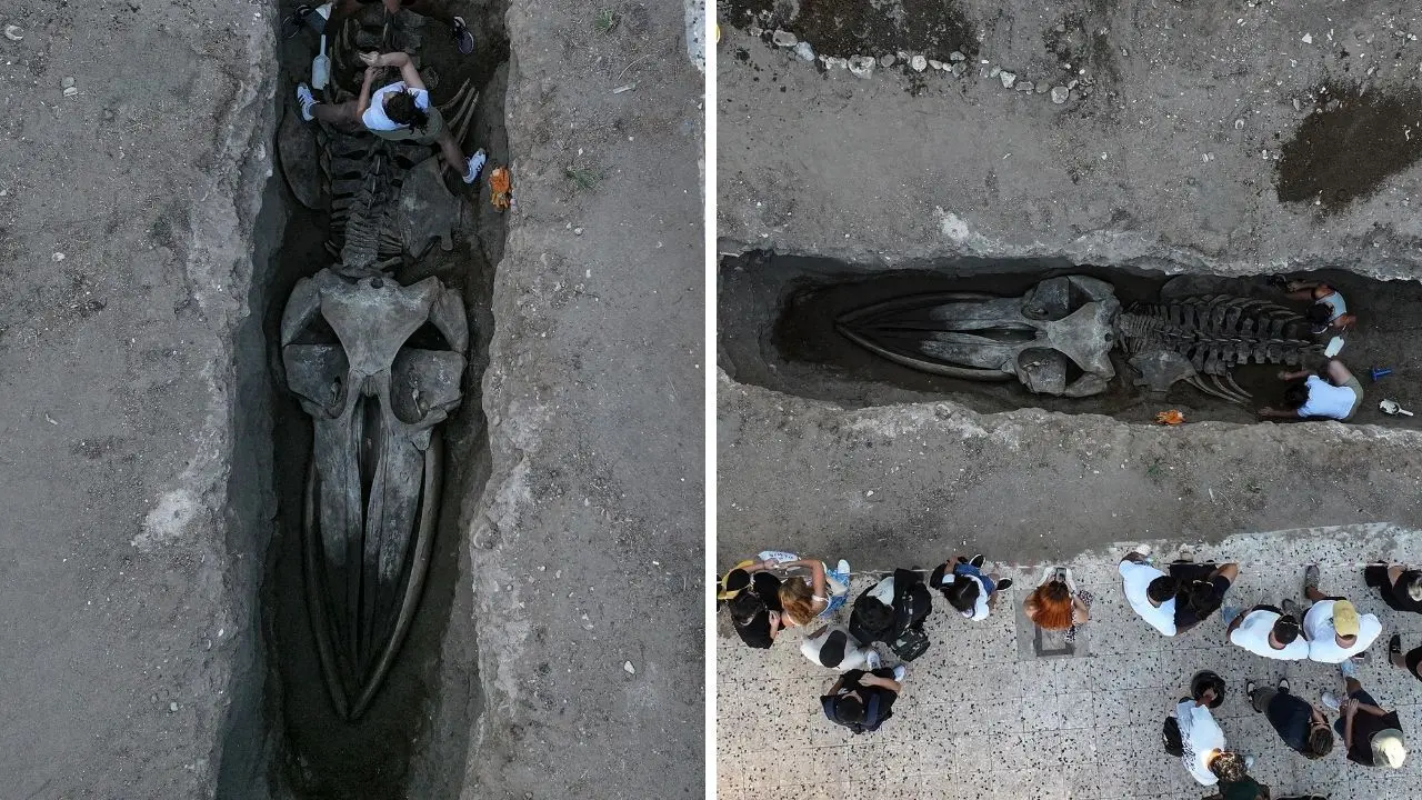 Mersin&#039;de 14 metrelik Fin balinasının iskeleti ortaya çıkmaya başladı