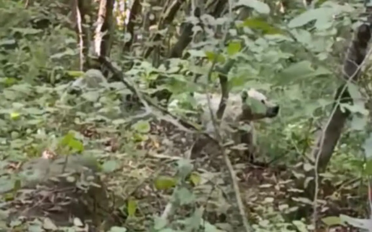 Rize'de görüntülenen beyaz ayının sırrı çözüldü! 