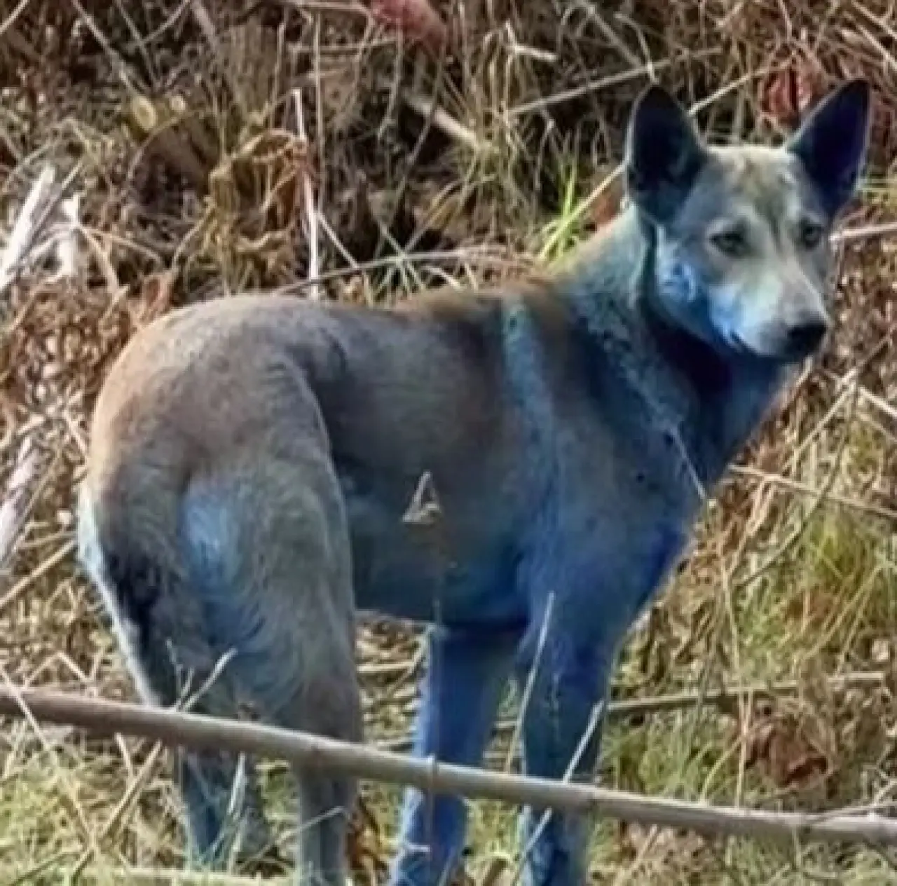 Çernobil'deki köpeklerde 'mavi tüy' gizemi! Yetkililer alarma geçti - 1. Resim