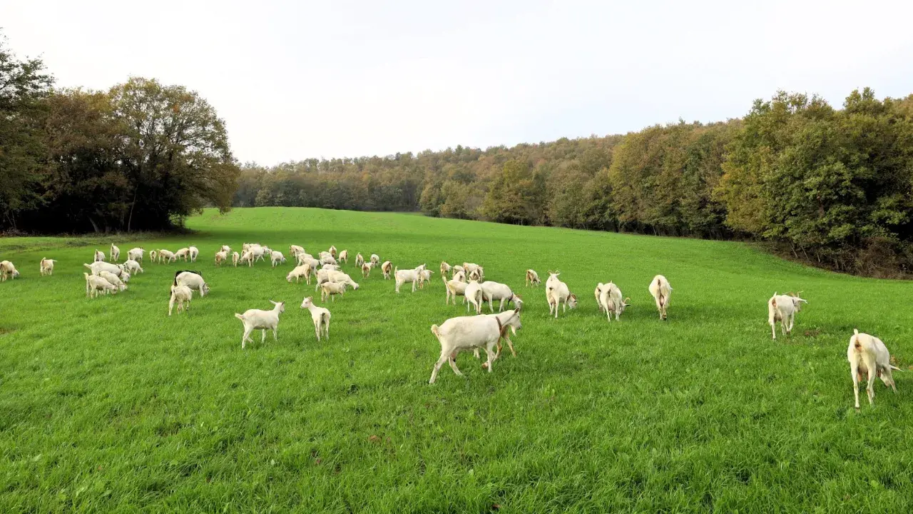 Belediye hibe etti, maliyet düştü! Üreticinin günlük karı 800 lira 
