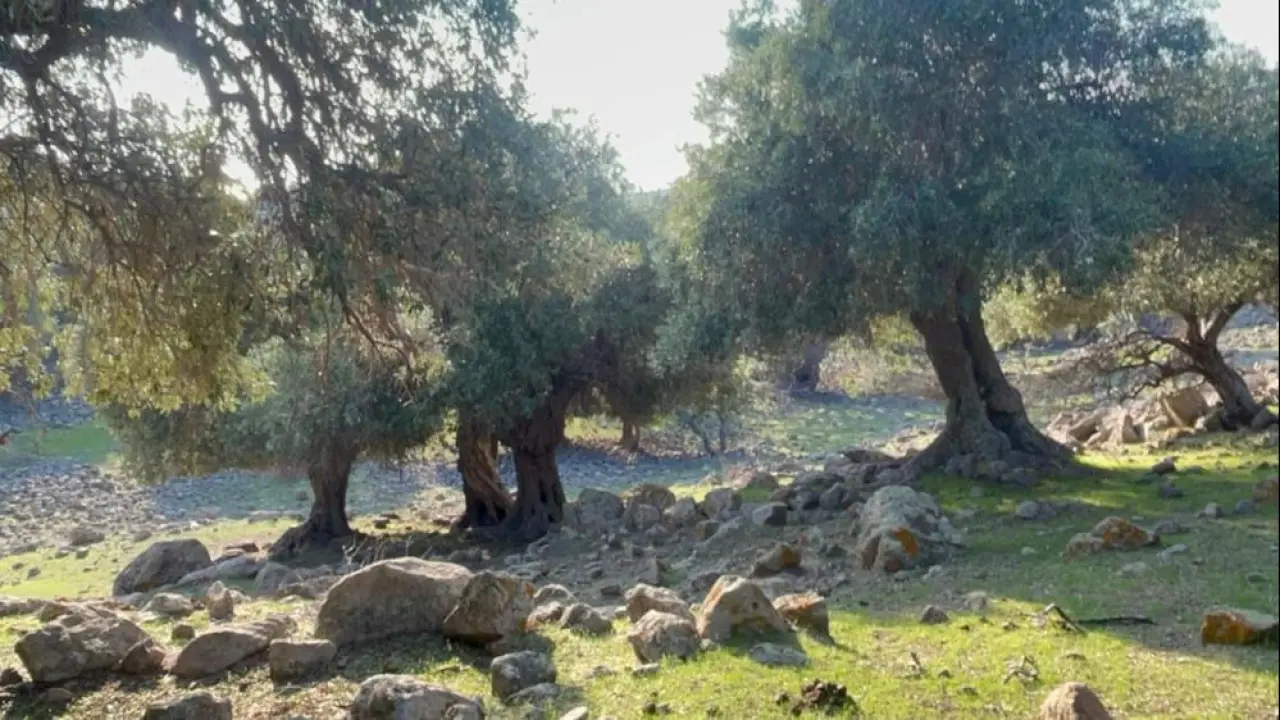 İspanya ve İtalya'dan sonra Türkiye'de sadece burada! Gökçeada'daki 1000 yıllık zeytin ağaçlarına gözü gibi bakıyorlar - 3. Resim