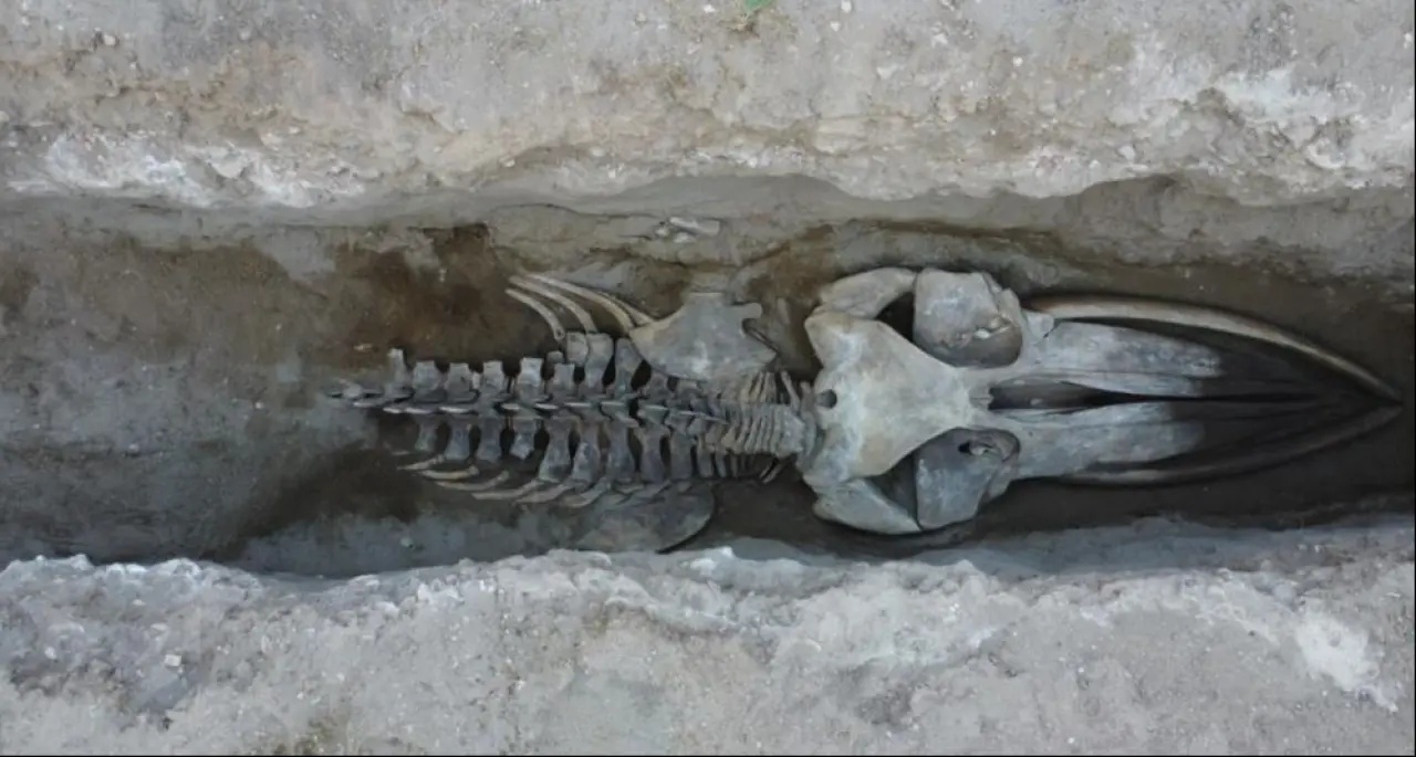 Böylesi ilk defa yapılıyor! 16 metrelik balinanın kemikleri birleştirilmeye başlandı - 1. Resim