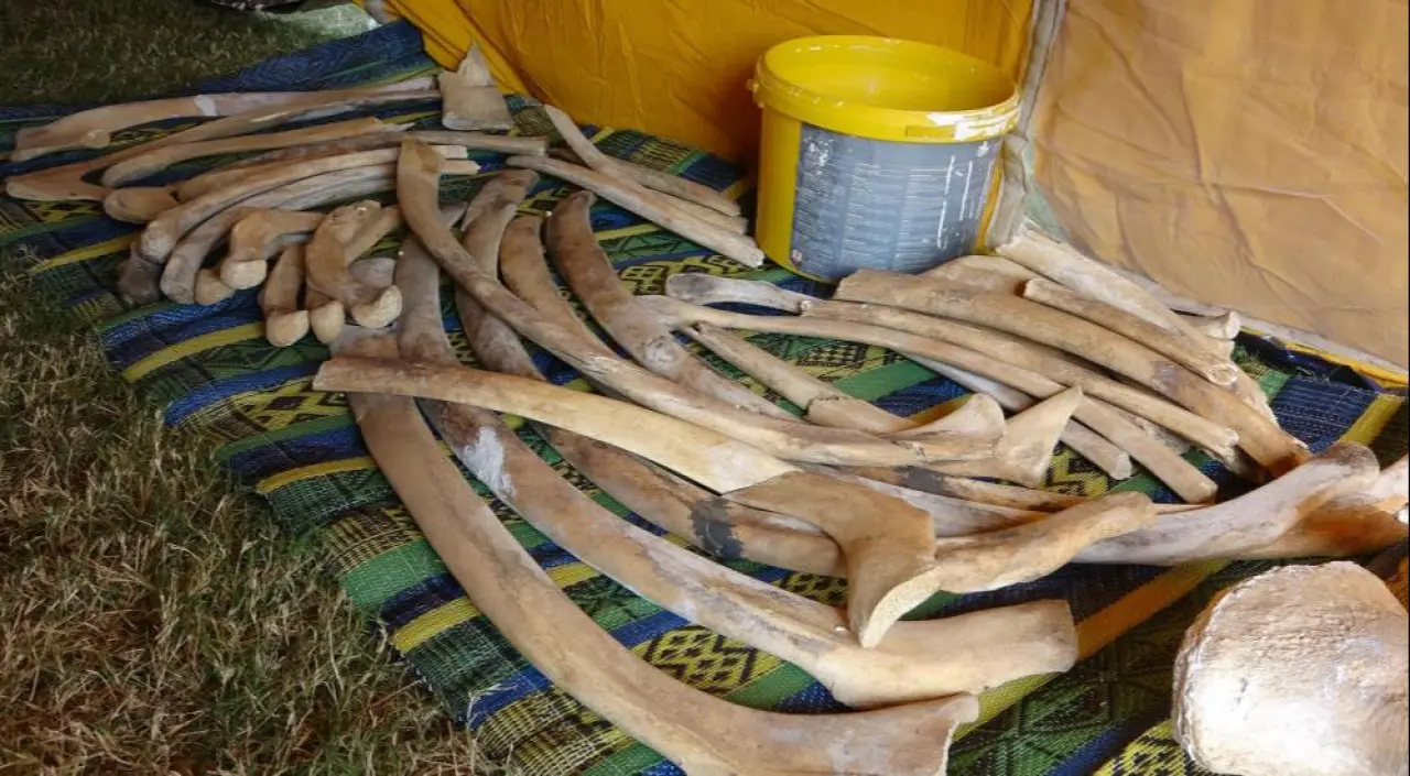 Böylesi ilk defa yapılıyor! 16 metrelik balinanın kemikleri birleştirilmeye başlandı - 3. Resim