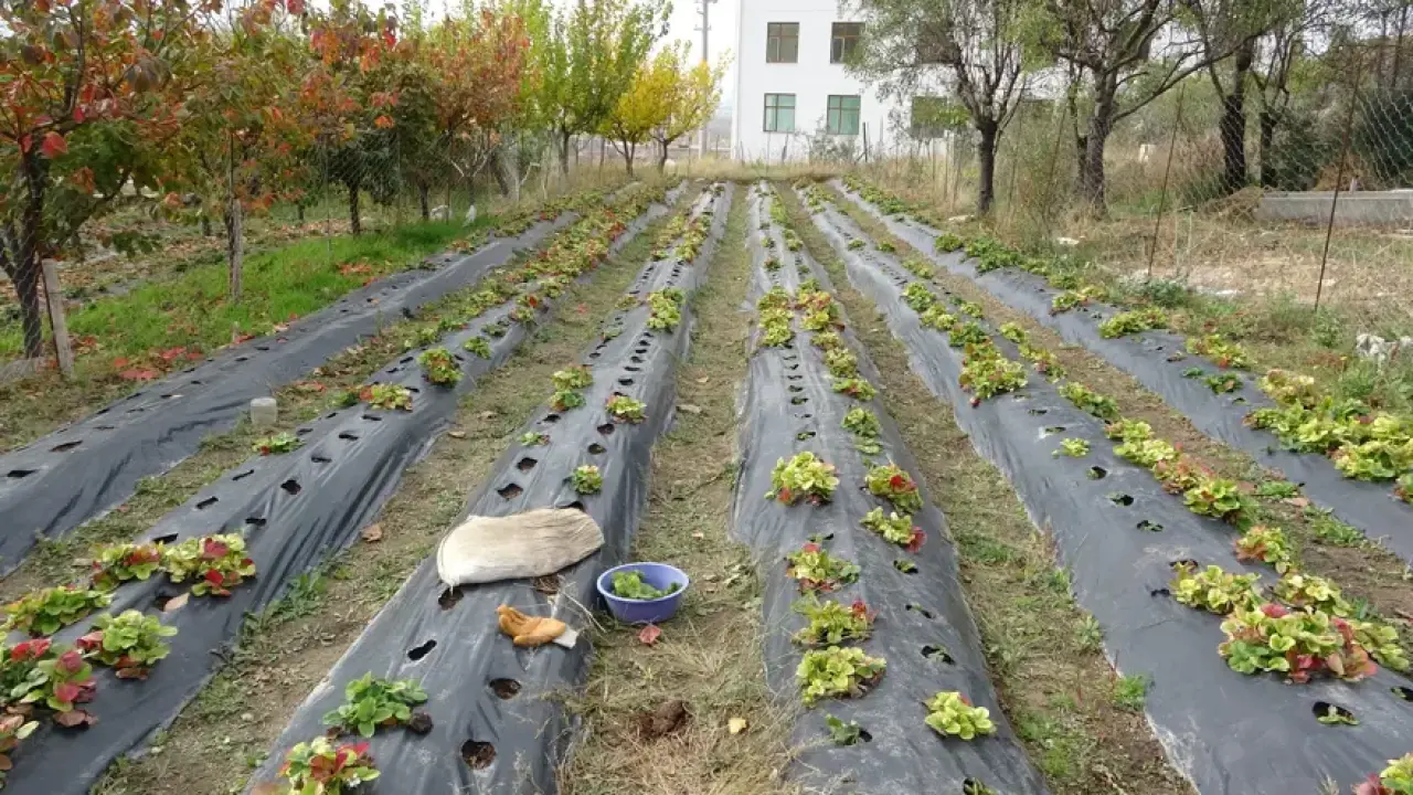 85 yaşındaki İbrahim dede bahçesindeki her şeyi ücretsiz dağıtıyor: ''Malım herkese helaldir'' 