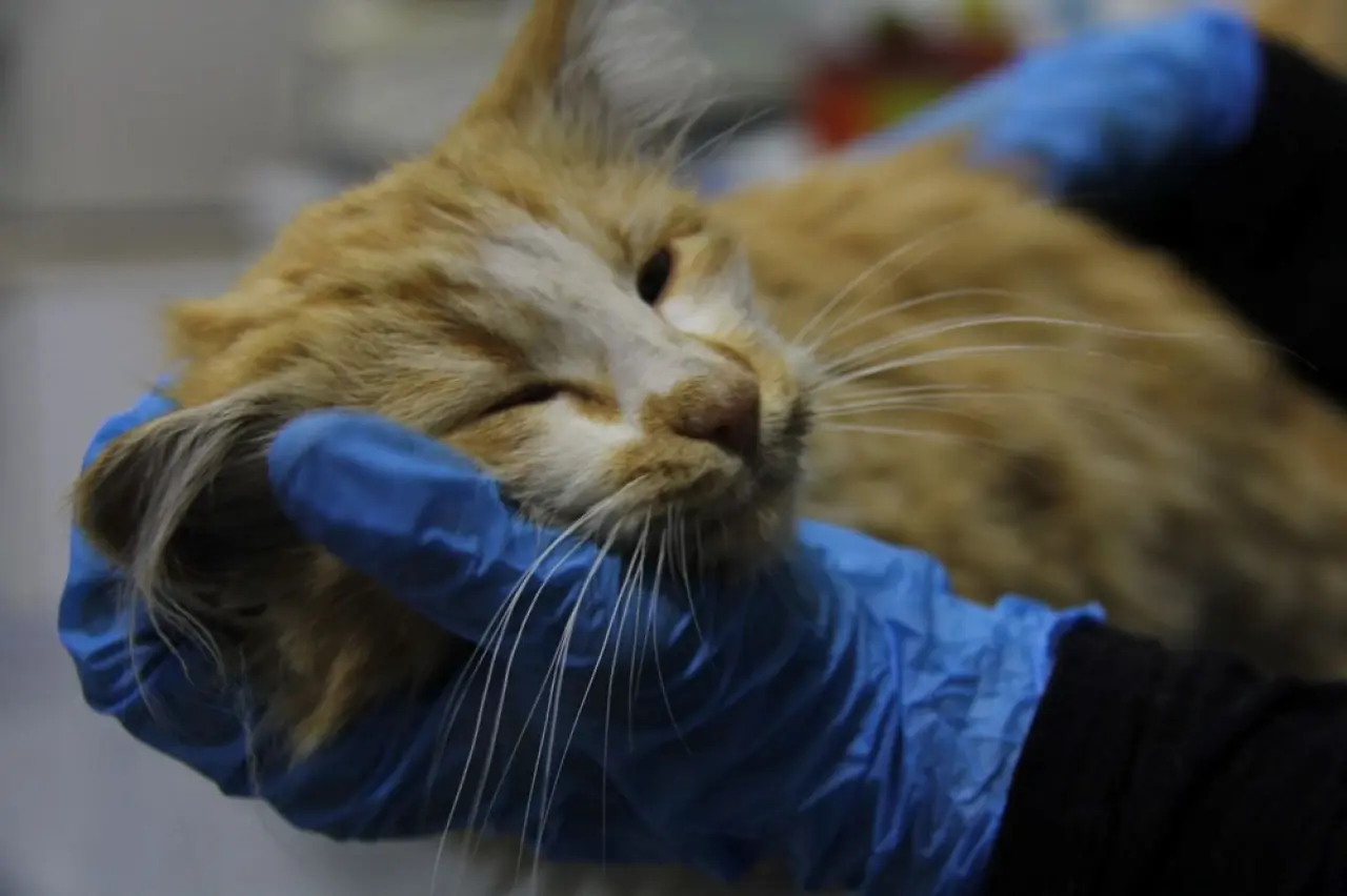 Yavru kedide AIDS tespit edildi - 4