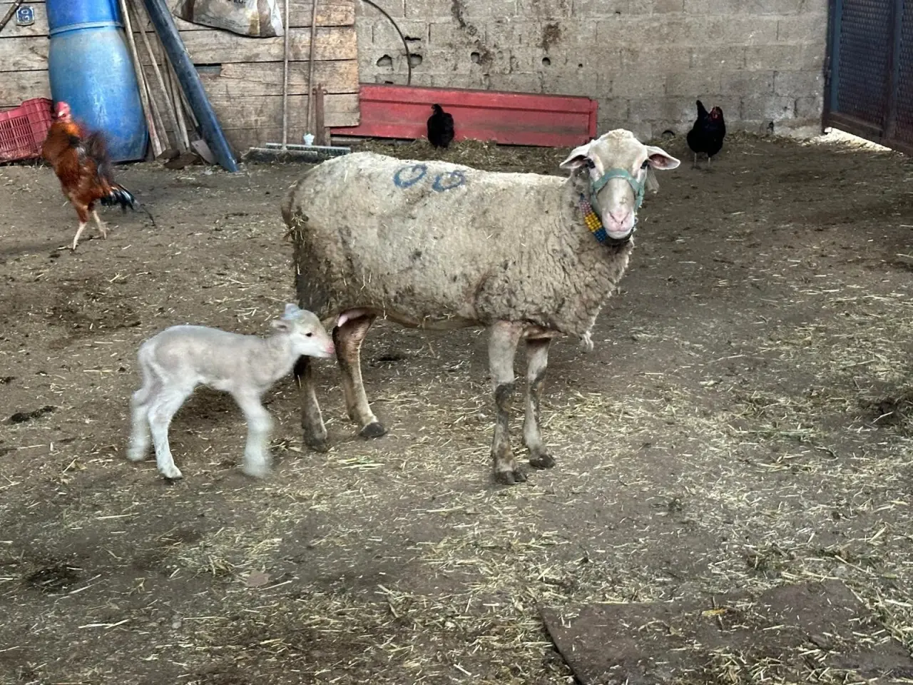 Şapla mücadele değil eziyet! Küflü domates yedirip, idrar içiriyorlar - 3. Resim