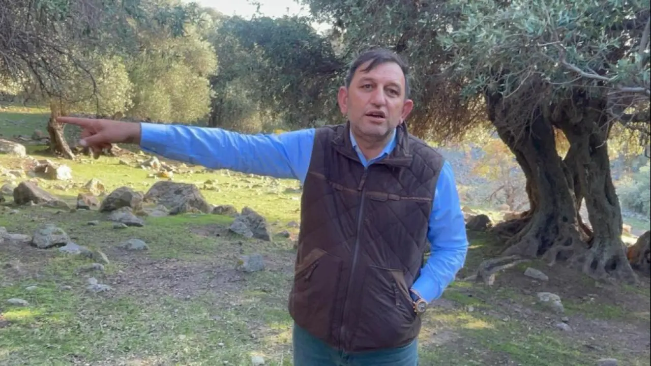 İspanya ve İtalya'dan sonra Türkiye'de sadece burada! Gökçeada'daki 1000 yıllık zeytin ağaçlarına gözü gibi bakıyorlar - 1. Resim