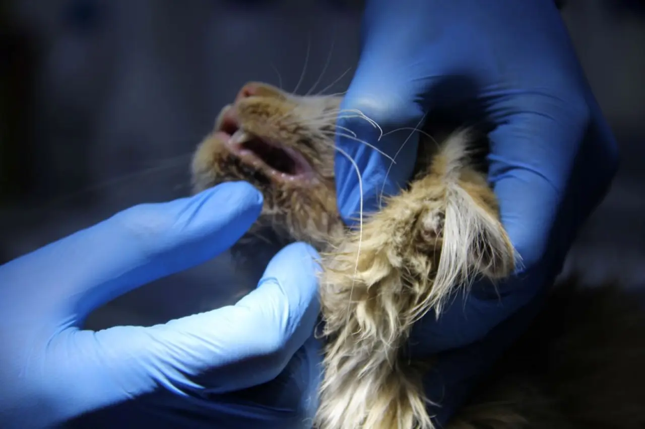 Yavru kedide AIDS tespit edildi - 1