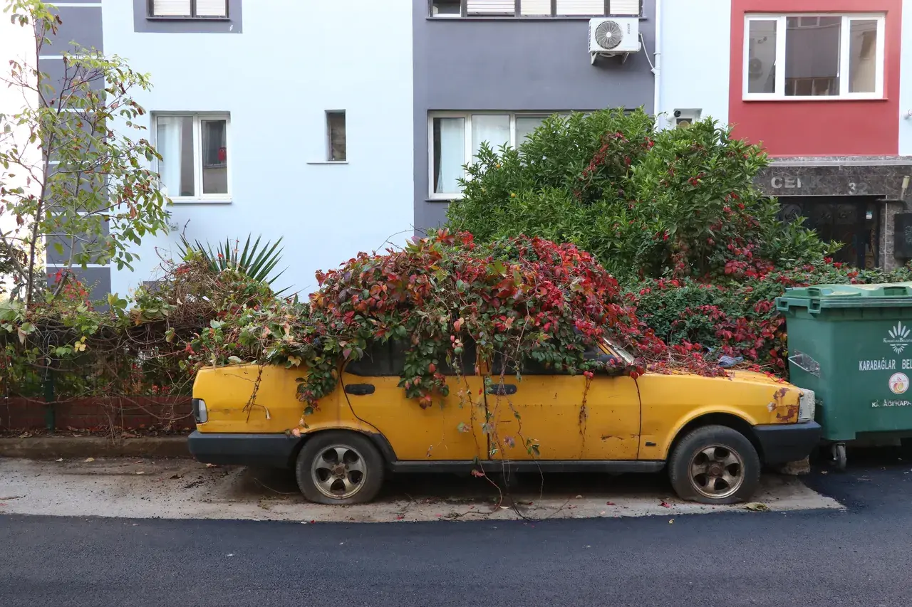 İzmir'de ilginç görüntü! 8 yıldır park halindeki aracı sarmaşıklar sardı