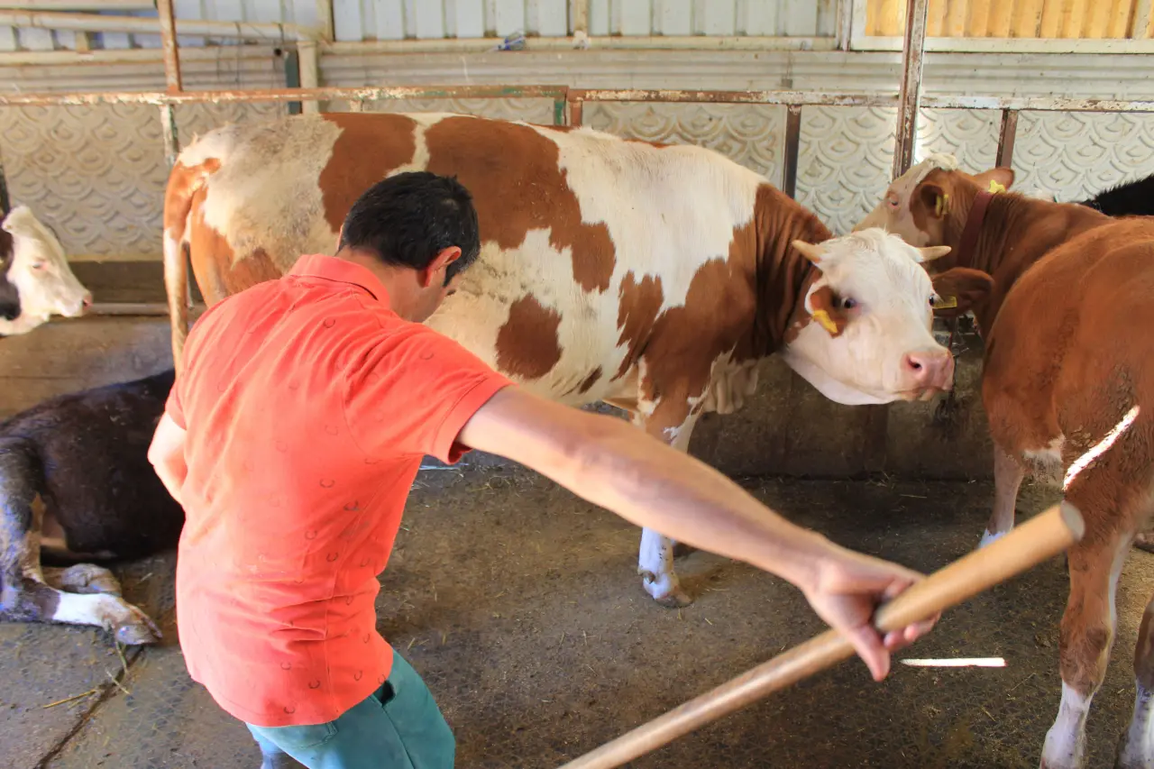 Şapla mücadele değil eziyet! Küflü domates yedirip, idrar içiriyorlar - 2. Resim