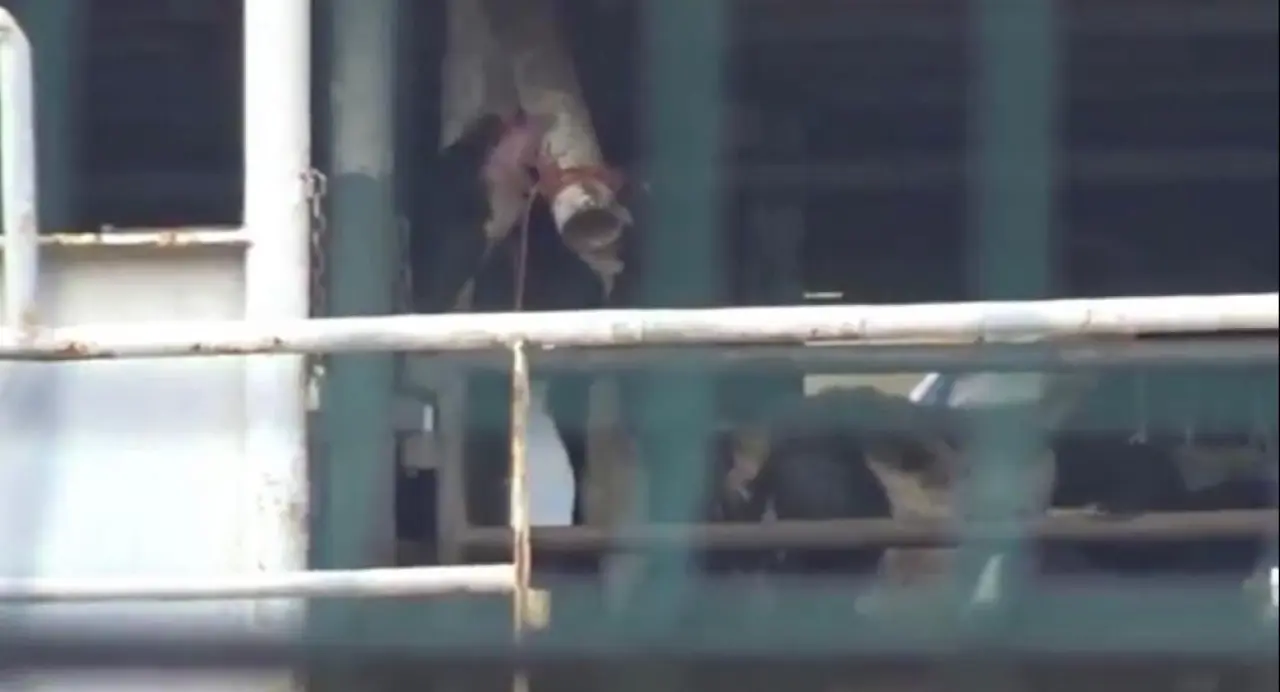 Uruguay'dan Bandırma'ya gelen gemide kriz! Koku ilçeyi kapladı, hayvanlar mahsur kaldı - 1. Resim