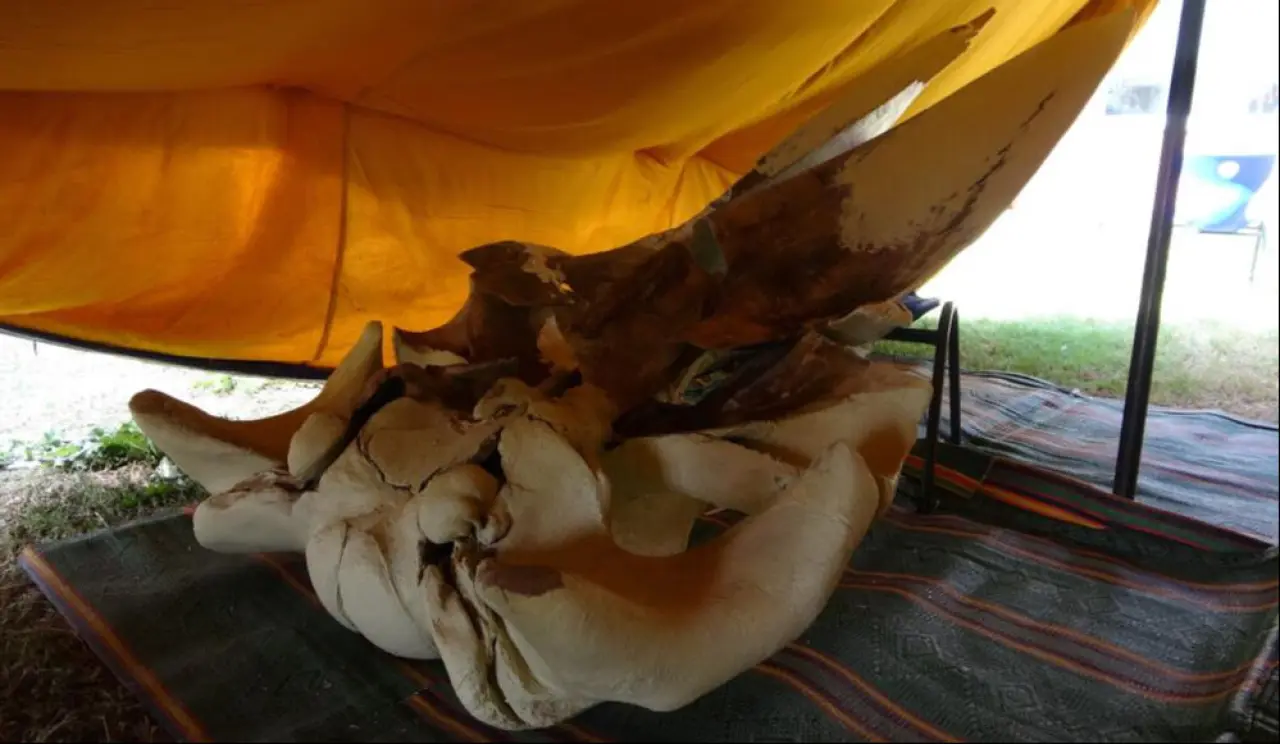 Böylesi ilk defa yapılıyor! 16 metrelik balinanın kemikleri birleştirilmeye başlandı - 2. Resim