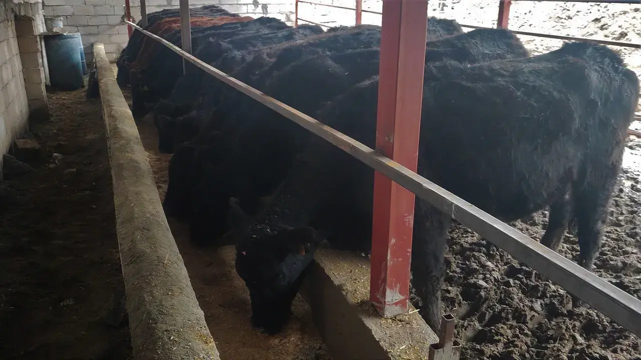 Atama bekleyen genç kızın hayatını devlet desteğiyle değişti