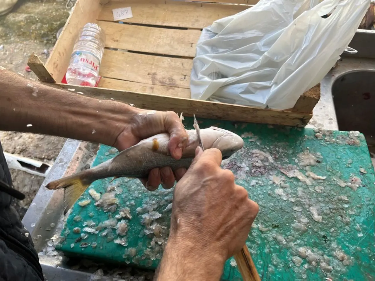 Gece avlanıyor, sabah alıcıyla buluşuyor: Fiyatı 2 bin TL'ye kadar çıkıyor - 5