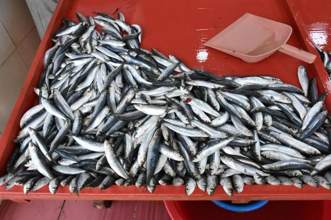 Bolluk fiyatlara yansıdı: Kilosu 200 liradan yoğun talep görüyor - 4