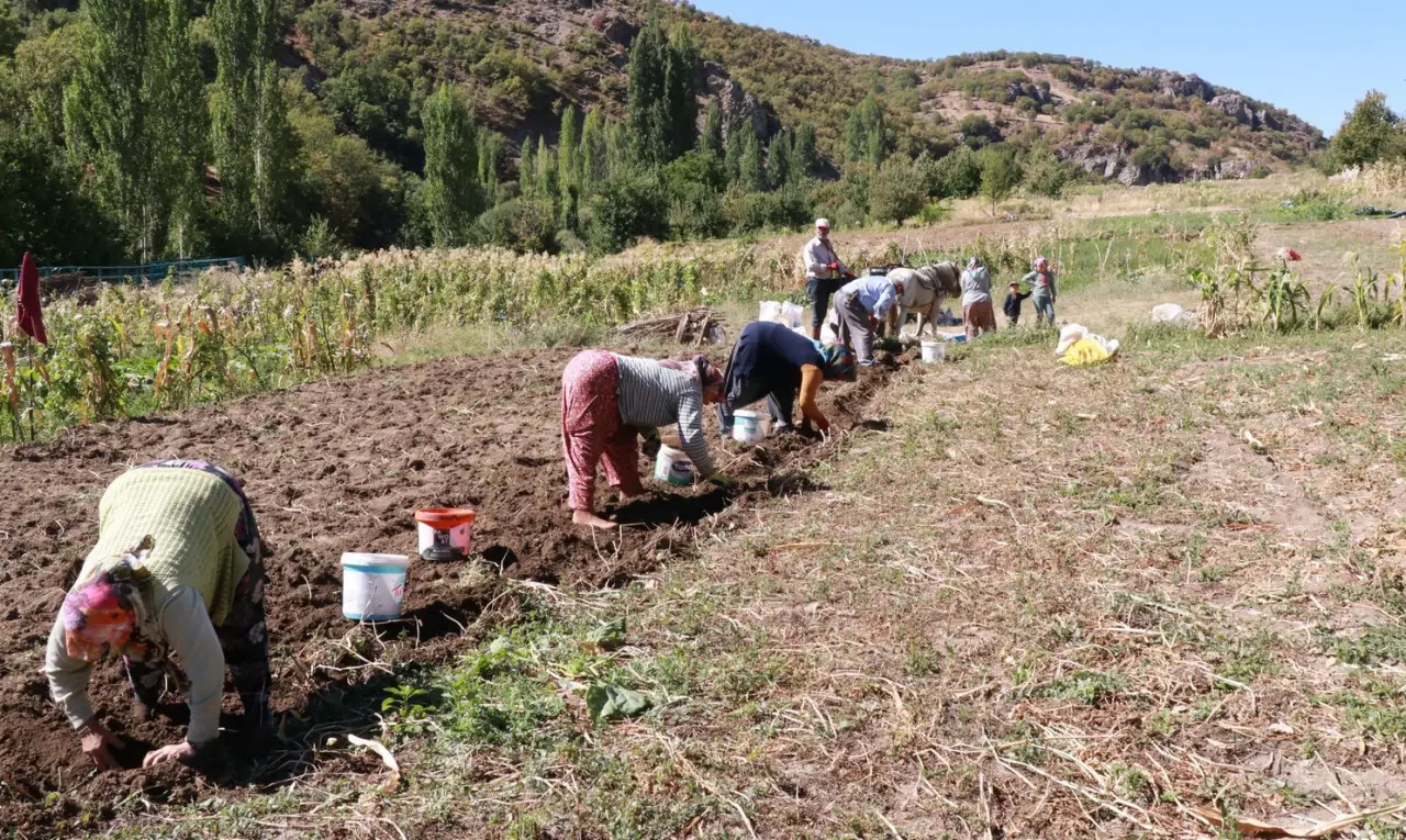 Bu hasat başka! "Dede mirası" yöntemle patates sökümü başladı - 2. Resim