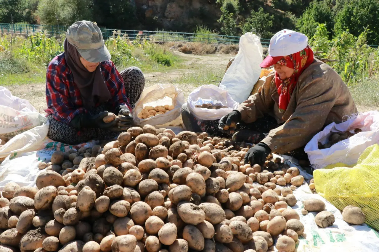 Bu hasat başka! "Dede mirası" yöntemle patates sökümü başladı - 3. Resim