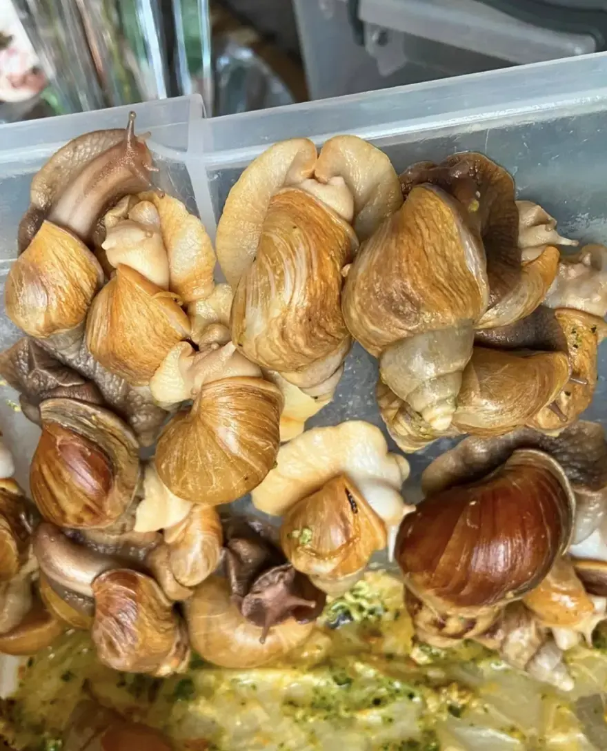 Hepsi aynı evden çıktı. Tarantula, yılan, akrep, iguana... 3