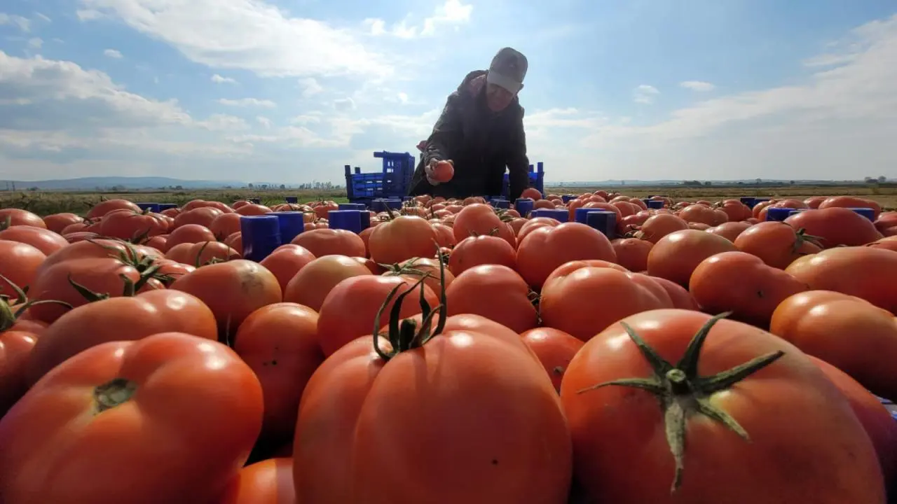 Çanakkale domatesi hasadı üreticilerin yüzünü güldürdü | TRT Haber Foto  Galeri